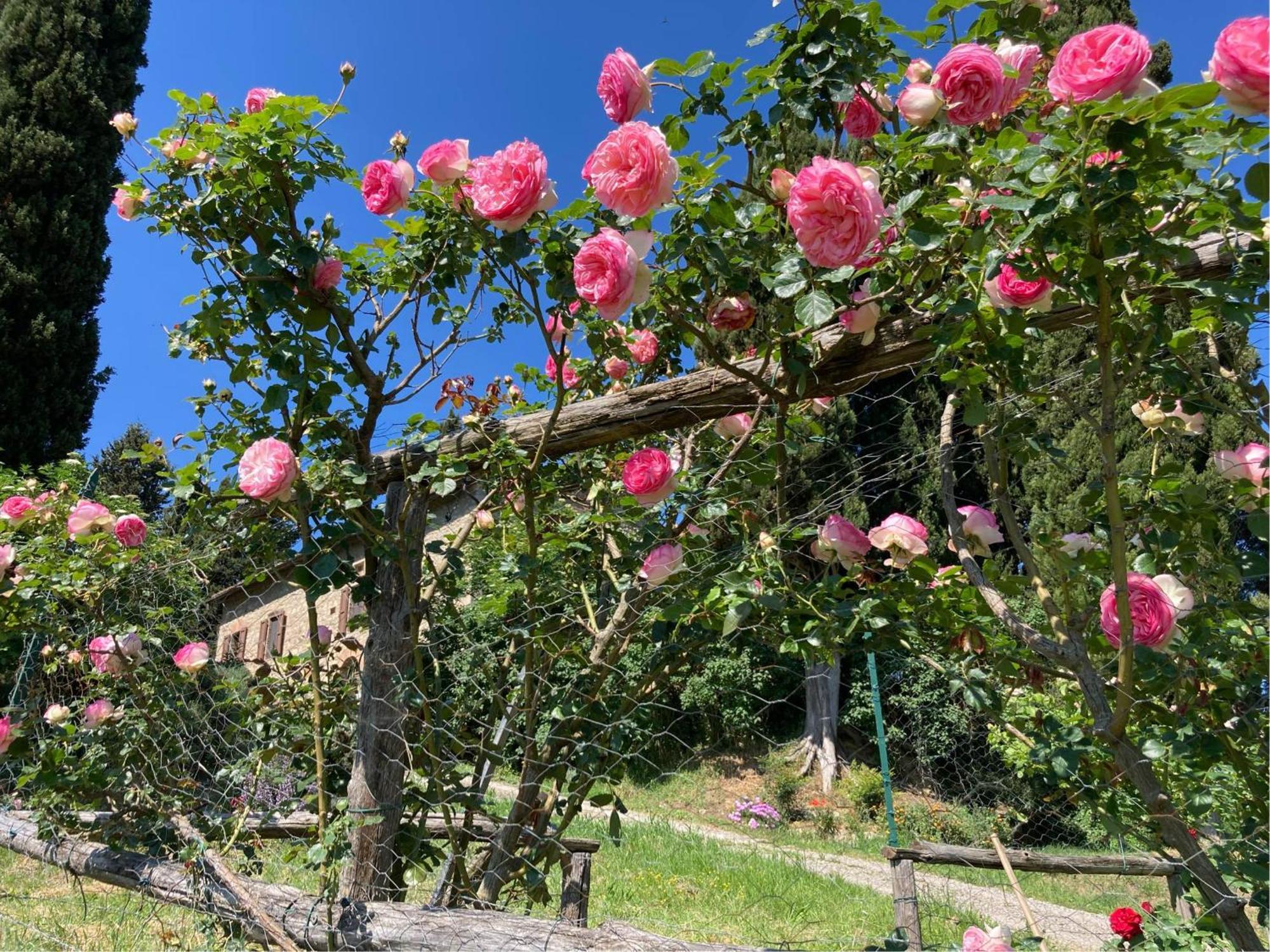 Agriturismo Il Caio Cetona Extérieur photo