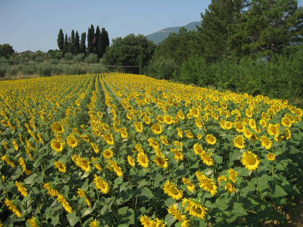 Agriturismo Il Caio Cetona Extérieur photo